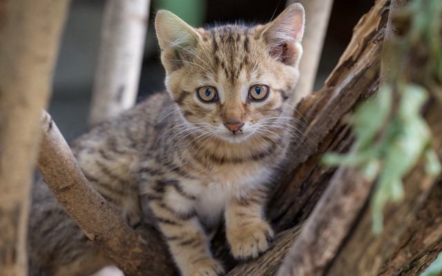 Small kitten tree branch animal free wallpaper - medium preview image