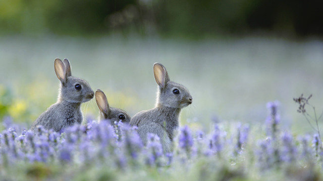 Rabbits flower field beatrix potter free wallpaper - medium preview image