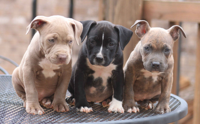 Three dogs sitting table sad free wallpaper - medium preview image