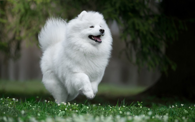 White dog running field flowers #2 free wallpaper - medium preview image