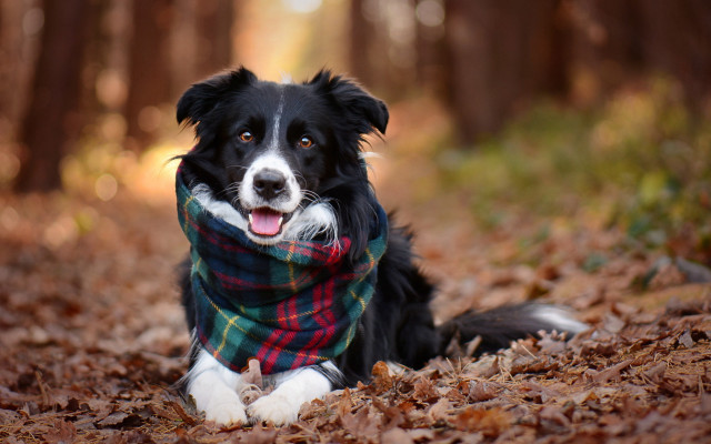 Dog scarf woods autumn bokeh free wallpaper - medium preview image
