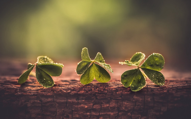 Three leaves water droplets macro free wallpaper - medium preview image