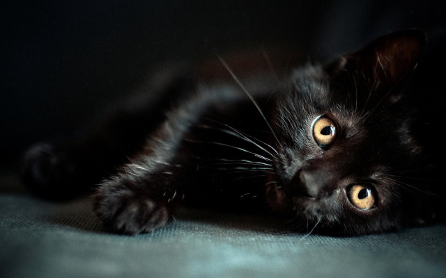 Black cat yellow eyes curious free wallpaper - medium preview image