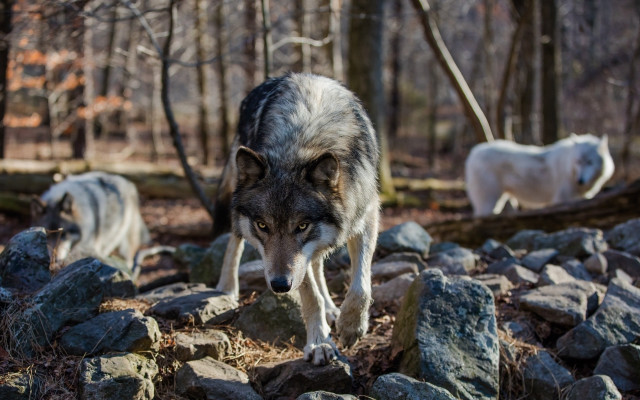 Wolf rocks forest animals fallen free wallpaper - medium preview image