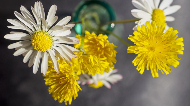 Vase flower bouquet macro photography free wallpaper - medium preview image