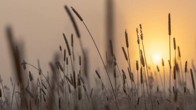 Field tall grass sunset ocean free wallpaper - medium preview image