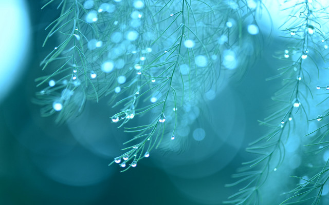 Pine tree water drops macro free wallpaper - medium preview image