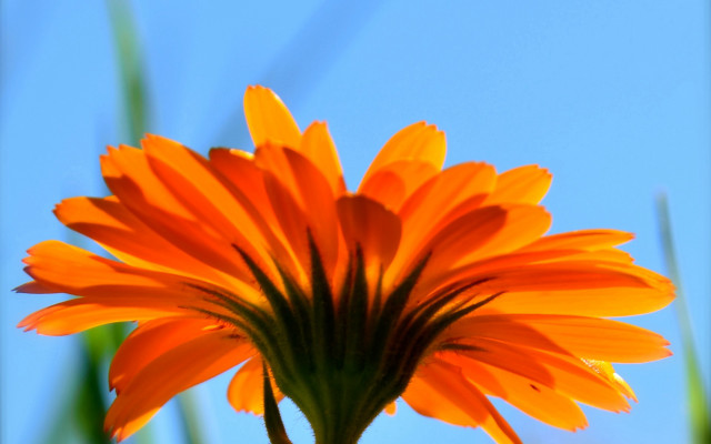 Flower sky blurry macro orange free wallpaper - medium preview image