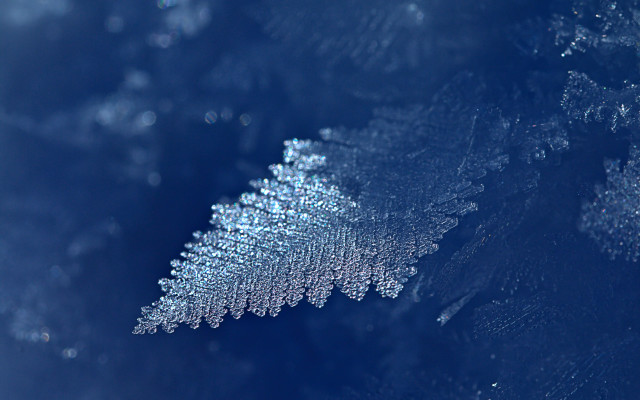 Leaf water droplets snow blue free wallpaper - medium preview image