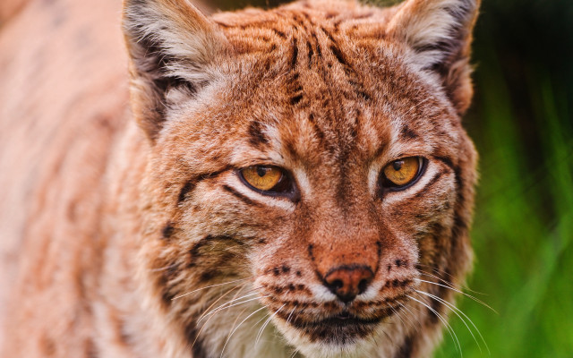 Cat closeup blurry background grass #3 free wallpaper - medium preview image