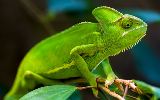 Green chameleon branch leaves depthfield free wallpaper - medium preview image
