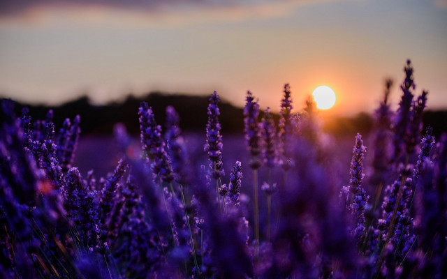 Lavender field sunset clouds moonlit free wallpaper - medium preview image