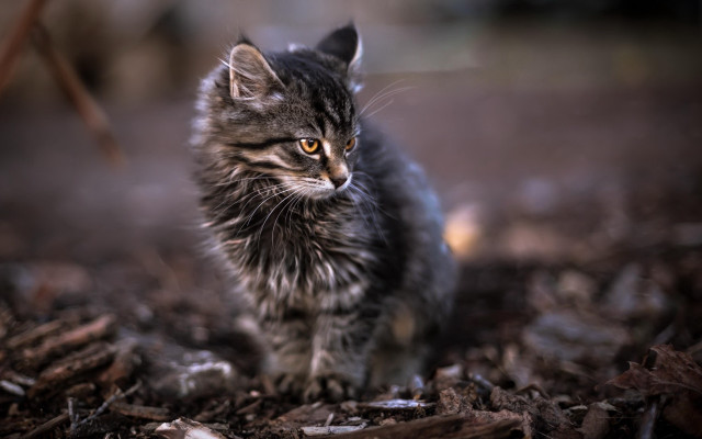 Small kitten wood chips forest free wallpaper - medium preview image