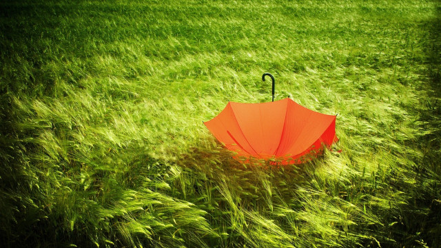 Umbrella grass sun black handle free wallpaper - medium preview image