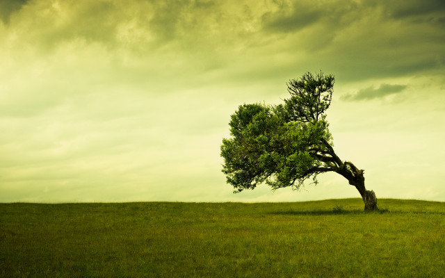 Lone tree grassy field cloudy #14 free wallpaper - medium preview image
