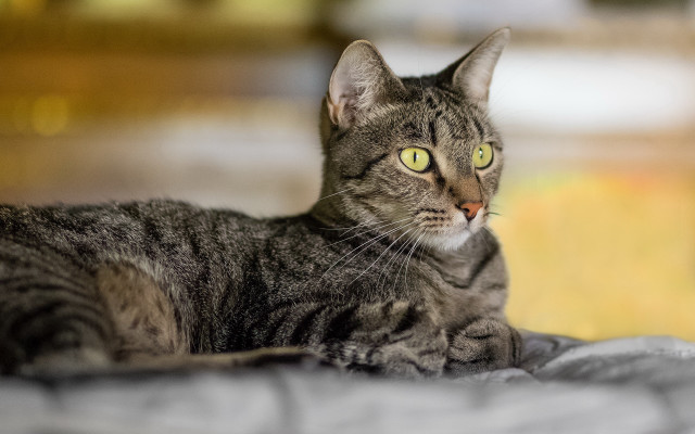 Green eyed cat laying on free wallpaper - medium preview image