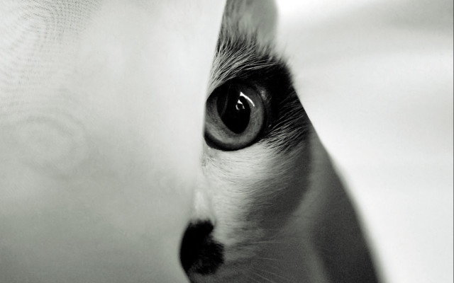 Cat eye curtain symmetry monochrome free wallpaper - medium preview image