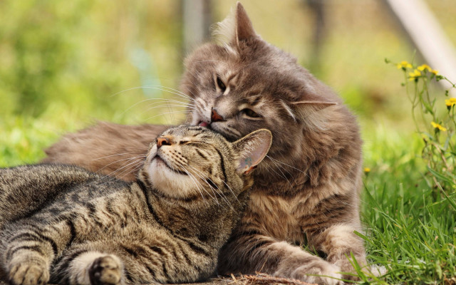 Cat licking cat outdoors grass free wallpaper - medium preview image