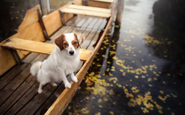 Dog dock rain boat leaves free wallpaper - medium preview image