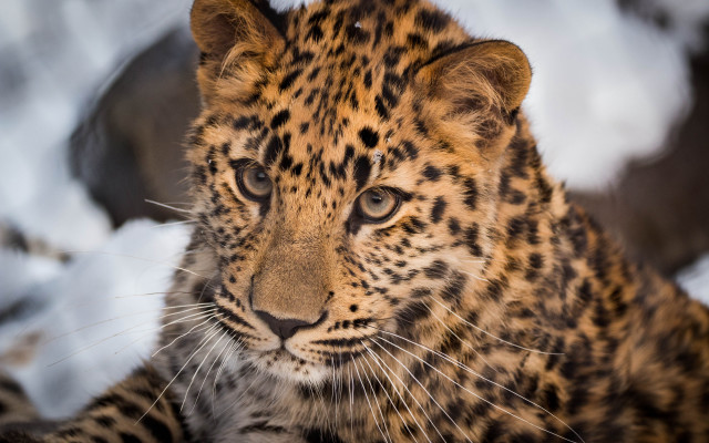 Leopard snow eye blurred animal free wallpaper - medium preview image