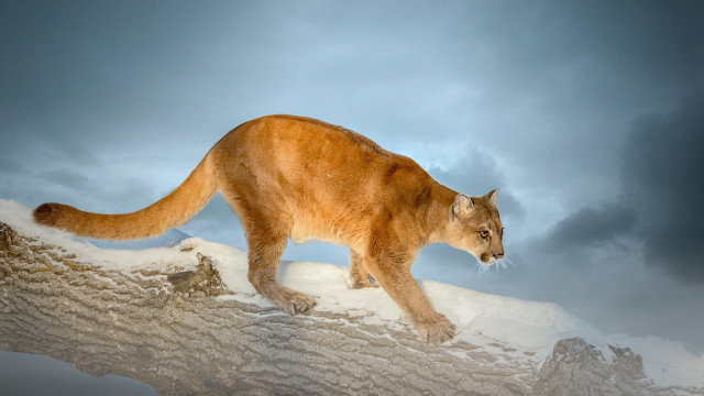 Cat rock snowy mountain cloudy free wallpaper - medium preview image