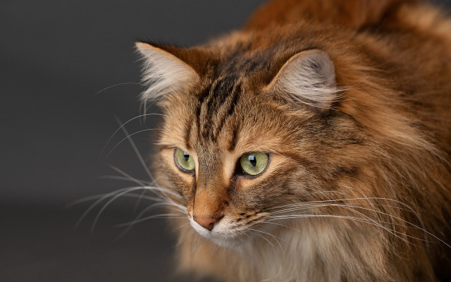 Cat green eyes sad look free wallpaper for desktop - medium preview image