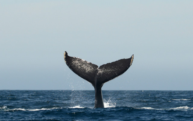 Whale tail ocean sky rayonism free wallpaper - medium preview image