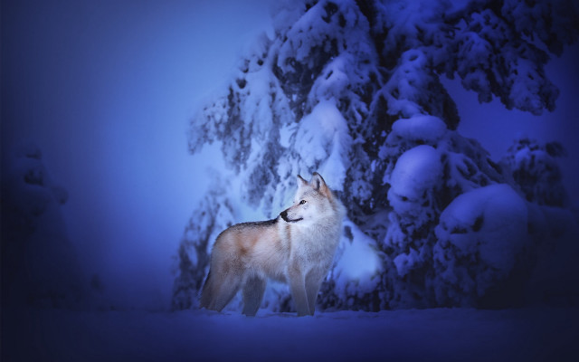 Wolf snowy forest fullmoon nature free wallpaper - medium preview image