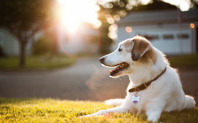 Dog grass shiba sunset bokeh free wallpaper - medium preview image