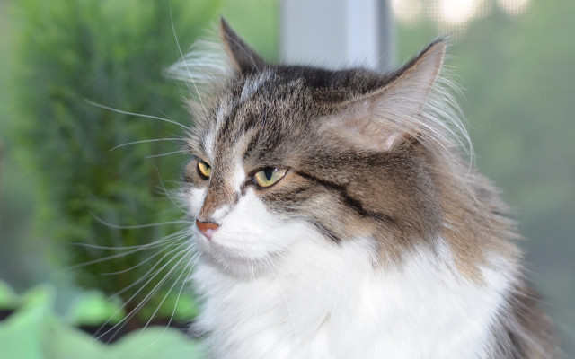 Cat window outside sill blurry free wallpaper - medium preview image