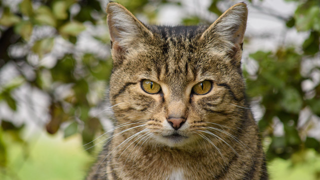 Yellow eyed cat blurry background free wallpaper - medium preview image
