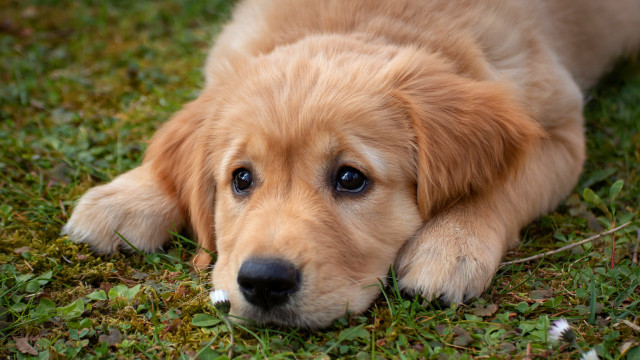 Puppy ground blurry grass dandelion free wallpaper - medium preview image