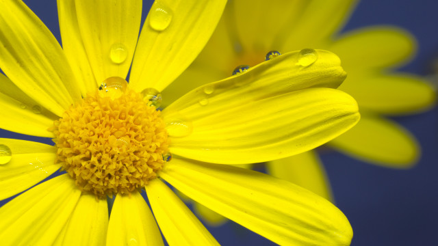 Yellow flower water droplets macro #17 free wallpaper - medium preview image