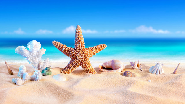 Starfish shells beach ocean sky free wallpaper - medium preview image