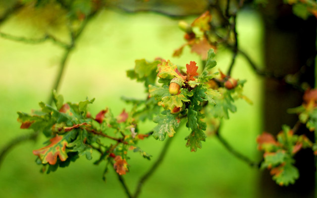 Tree branch leaves berries park free wallpaper - medium preview image