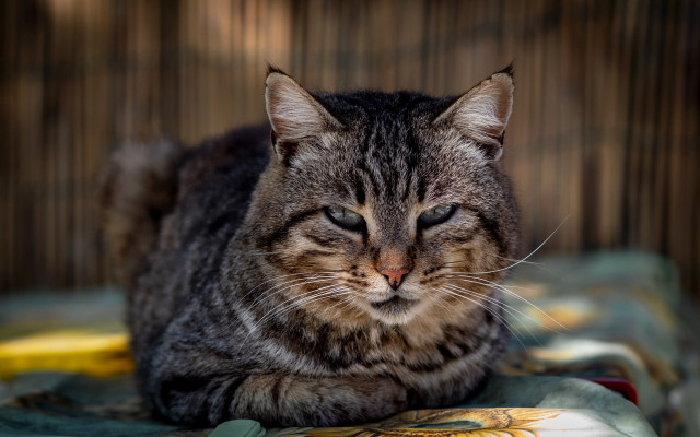 Cat lying blurry background wooden free wallpaper - medium preview image
