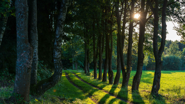 Forest light rays sunny path free wallpaper - medium preview image