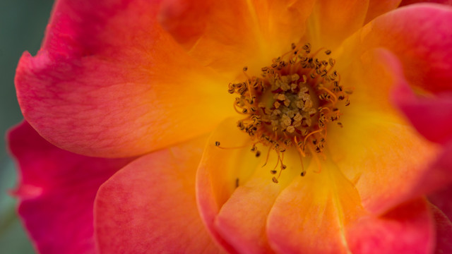 Pink yellow flower green yellow free wallpaper - medium preview image