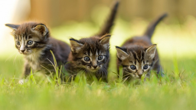 Three kittens grass blue eyes free wallpaper - medium preview image