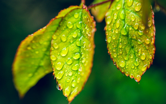 Water drops leaf green background free wallpaper - medium preview image