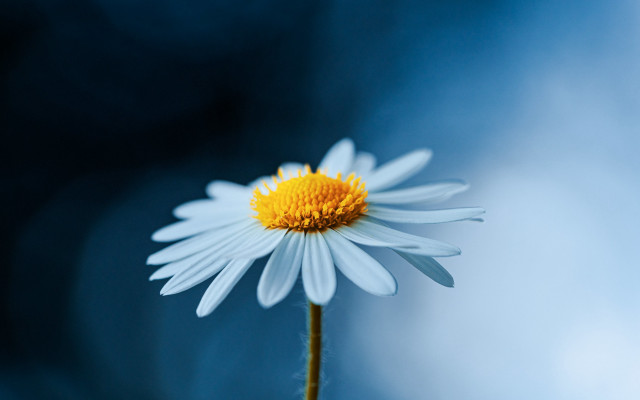 White daisy yellow center blue free wallpaper - medium preview image