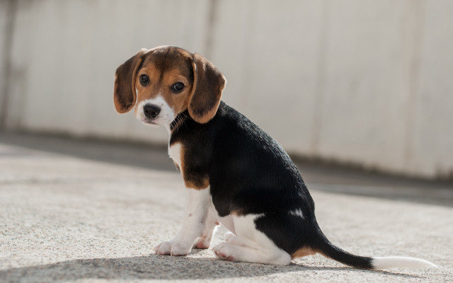Small dog sad eye beach free wallpaper - medium preview image