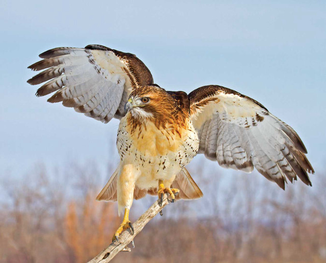 Bird prey perched branch grass free wallpaper - medium preview image