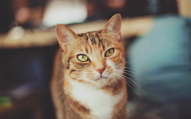White cat yellow eyes blurry #2 free wallpaper - medium preview image