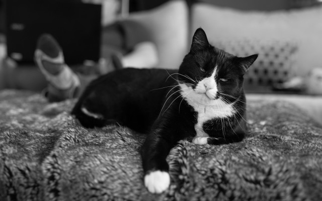 Black white cat bed flowers free wallpaper - medium preview image
