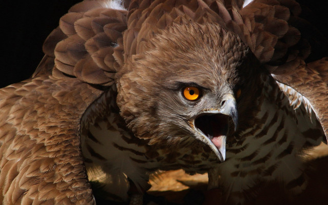 Large bird big beak yellow free wallpaper - medium preview image