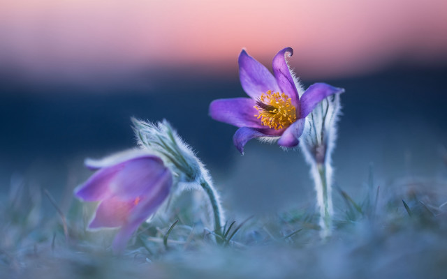 Purple flower yellow center macro #7 free wallpaper - medium preview image