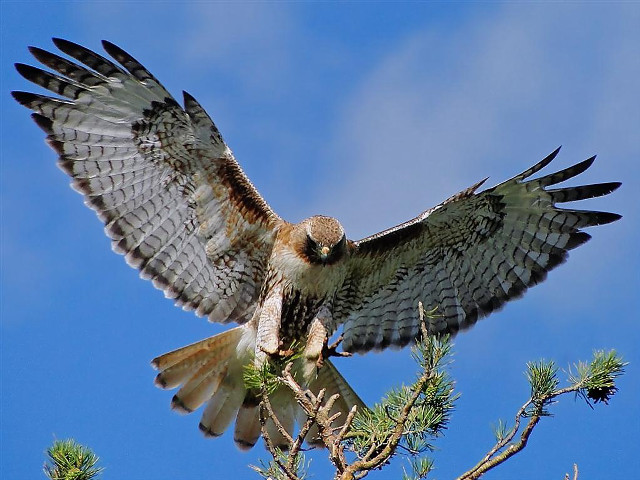 Bird prey perched branch wings free wallpaper - medium preview image