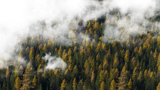 Forest steam trees plane autumn free wallpaper - medium preview image