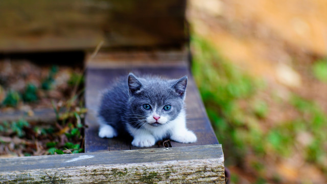 Kitten bench outside blurry blueeyes free wallpaper - medium preview image